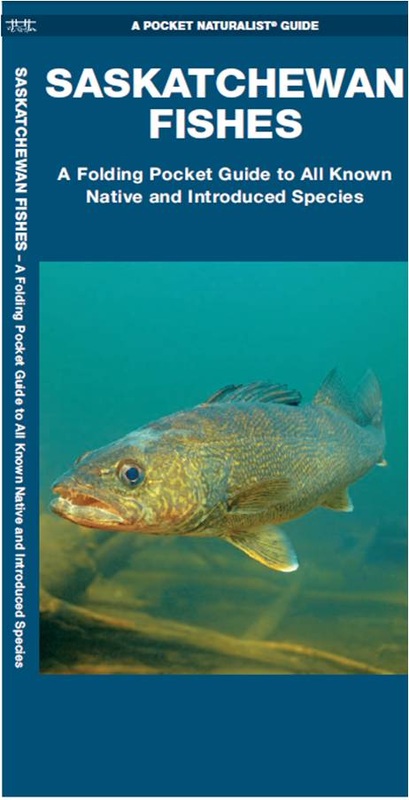 Minnow, Fish Species Guide
