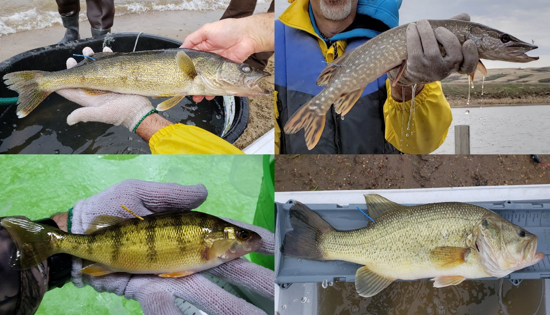 Fish Tagging - Somers Lab- University of Regina, Department of Biology